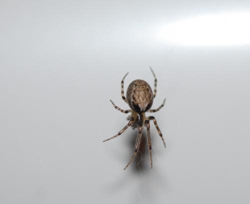 Zygiella x-notata
