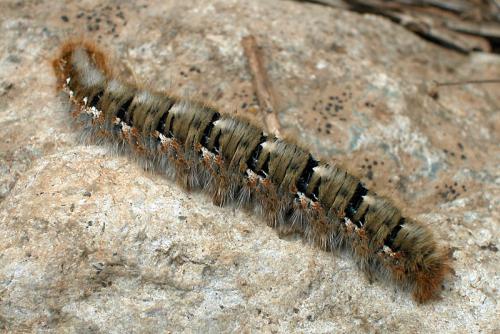 Lasiocampa quercus