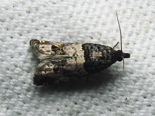 Notocelia incarnatana