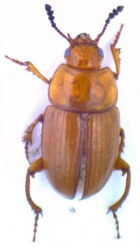 Leiodes oblonga