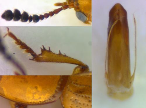 Leiodes oblonga