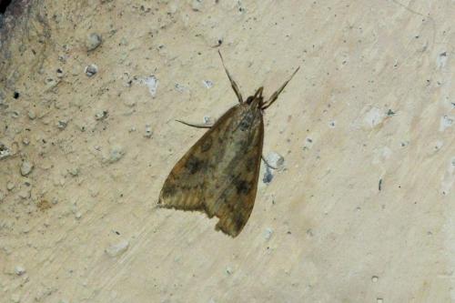 Udea ferrugalis