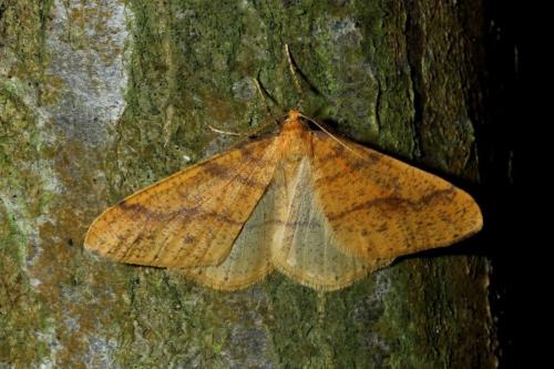 Agriopis aurantiaria