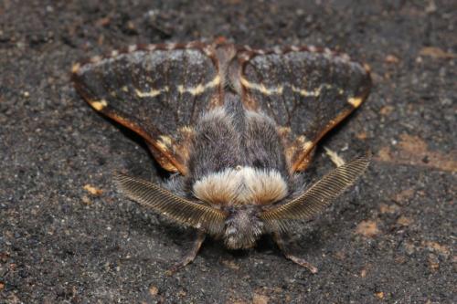 Poecilocampa populi
