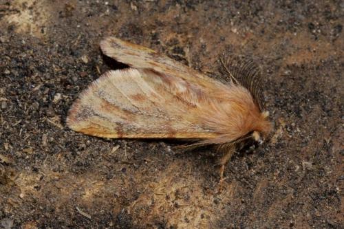 Réf. 131 414 : Ptilophora plumigera