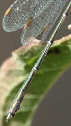 Chalcolestes viridis