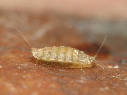 Lonchoptera sp.