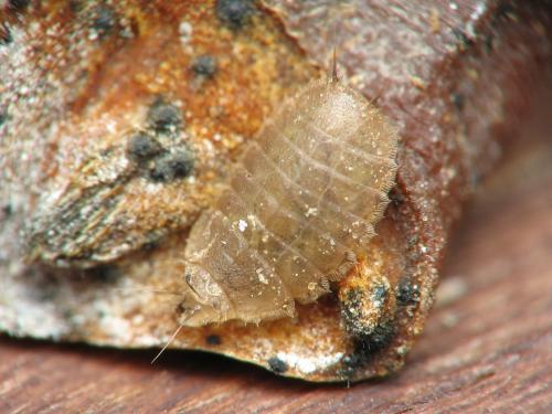 Lonchoptera sp.