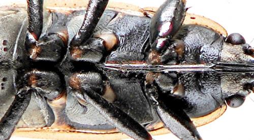 Xanthochilus quadratus