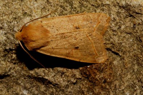 Réf. 131 413 : Agrochola macilenta