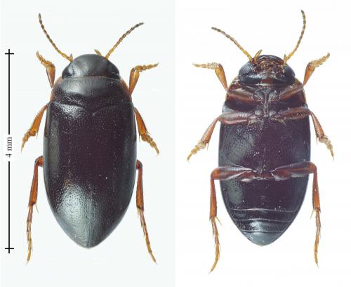 Hydroporus memnonius