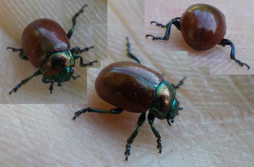 Chrysolina polita