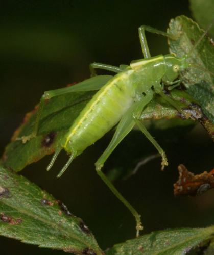 Meconema sp.