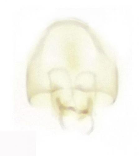 Nephanes titan