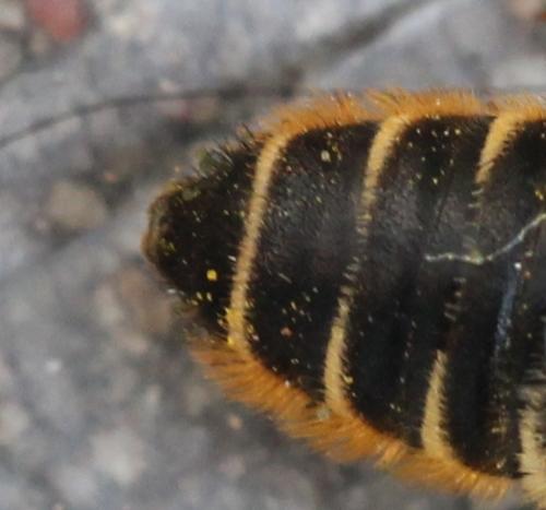 Megachile centuncularis