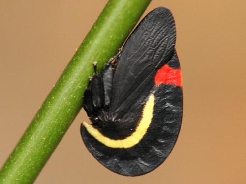 Membracis bucktoni