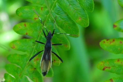 Micrelytra fossularum