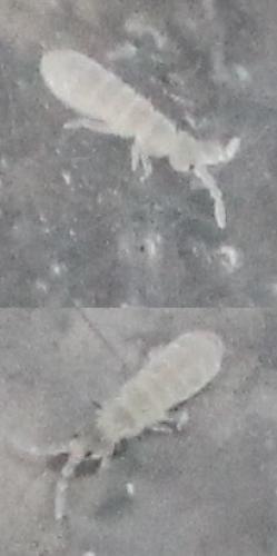 Parisotoma notabilis