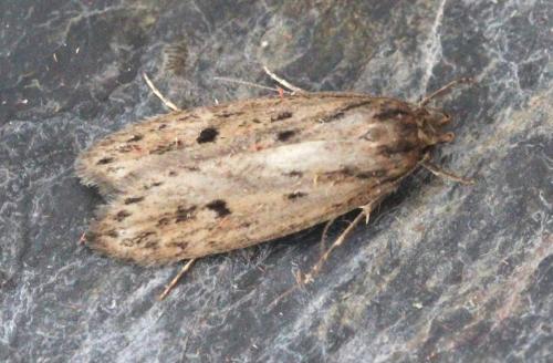 Réf. 131 766 : Hofmannophila pseudospretella
