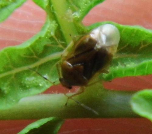 Réf. 131 321 : Monalocoris filicis