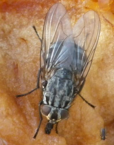 Polietes sp.