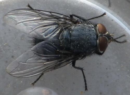 Réf. 131 979 : Calliphora sp.