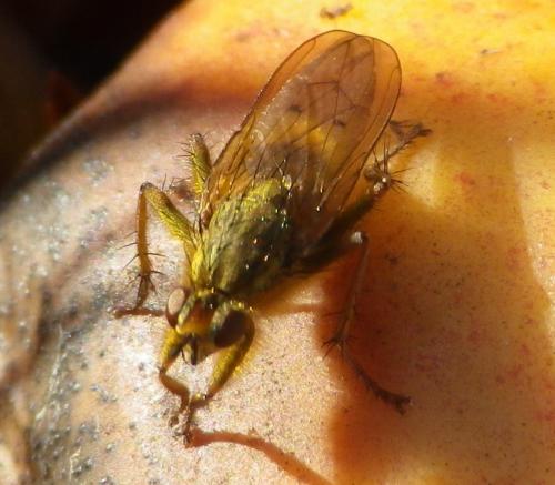 Réf. 131 837 : Scathophaga stercoraria
