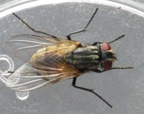 Musca domestica