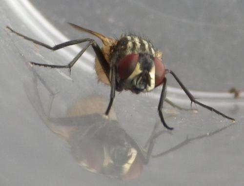 Musca domestica