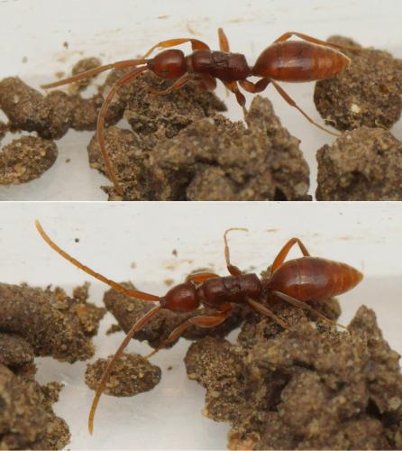 Réf. 131 286 : Embolemus ruddii