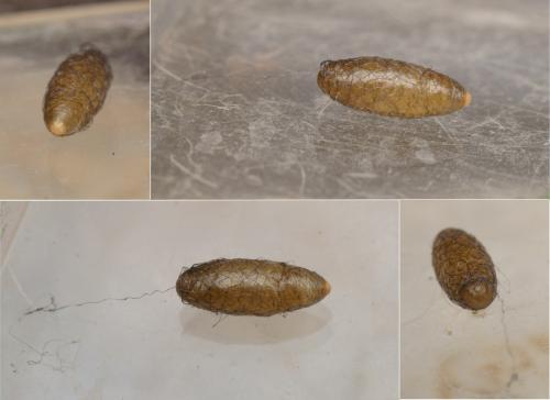 Réf. 131 776 : Meteorus pulchricornis