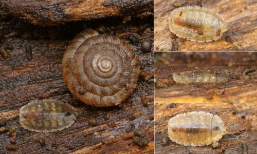 Réf. 131 090 : Lonchoptera lutea