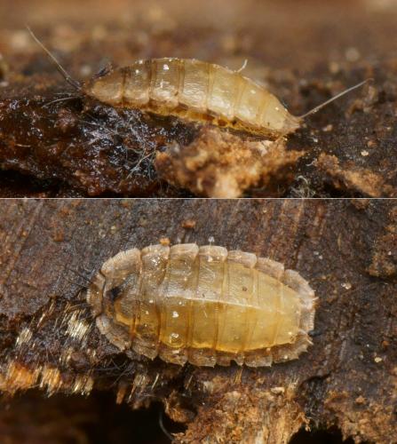 Lonchoptera lutea