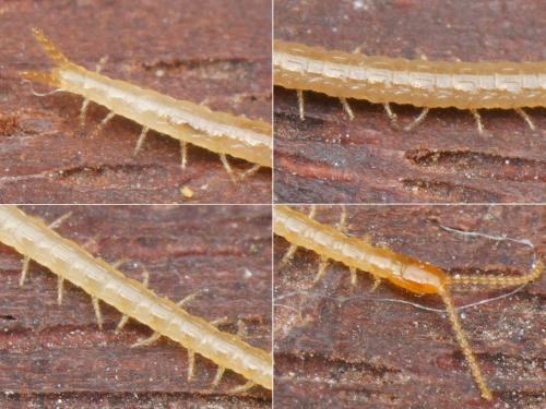 Réf. 131 342 : Schendyla sp.