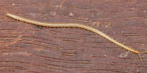 Réf. 131 341 : Schendyla sp.
