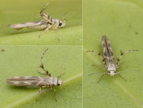 Palumbina guerinii