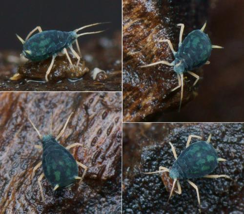 Aphis sp.