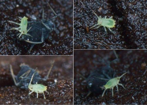 Aphis sp.