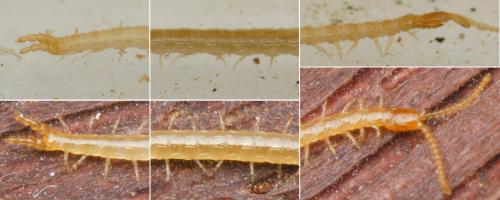 Schendyla nemorensis