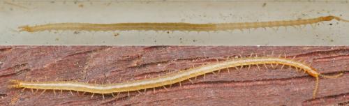 Schendyla nemorensis