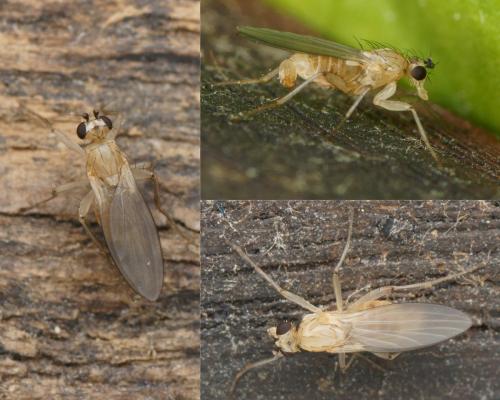 Lonchoptera lutea