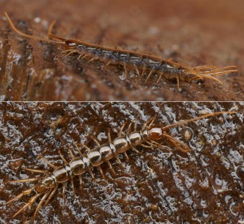 Lithobius calcaratus