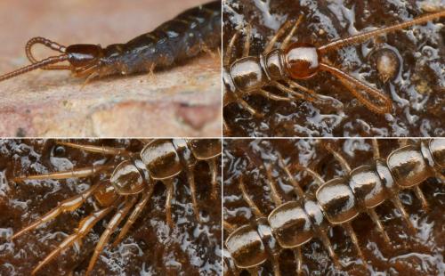 Lithobius calcaratus