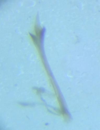Réf. 131 061 : Nelima doriae