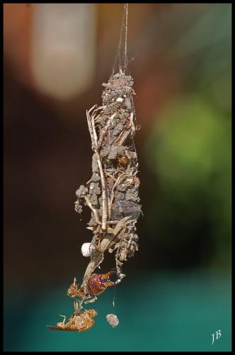 Cryptachaea riparia