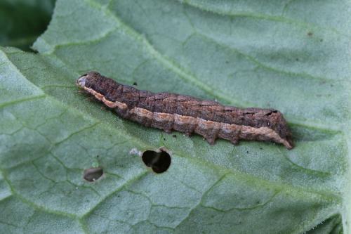 Xestia c-nigrum