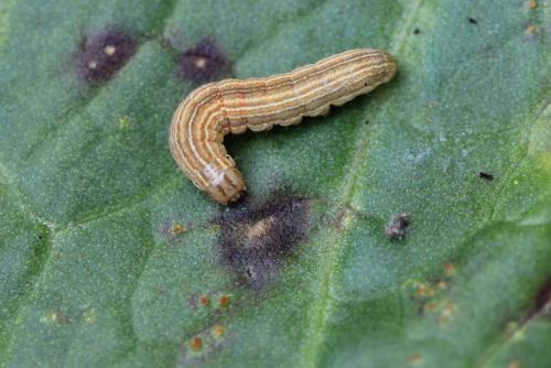 Mythimna sp.