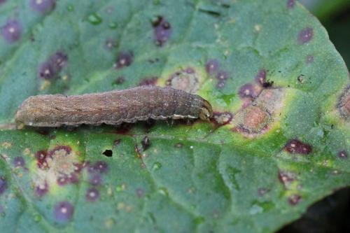 Xestia c-nigrum