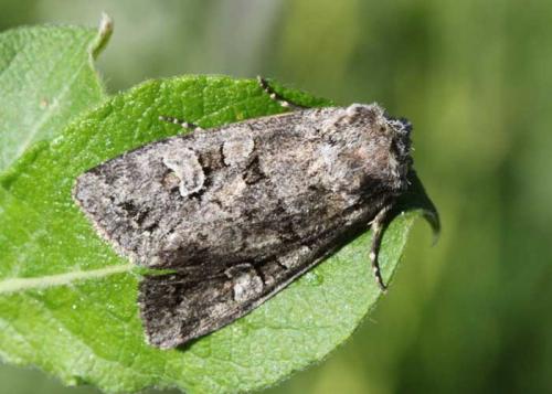 Pachetra sagittigera
