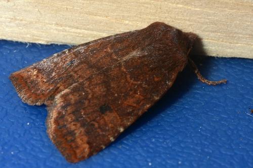 Conistra ligula